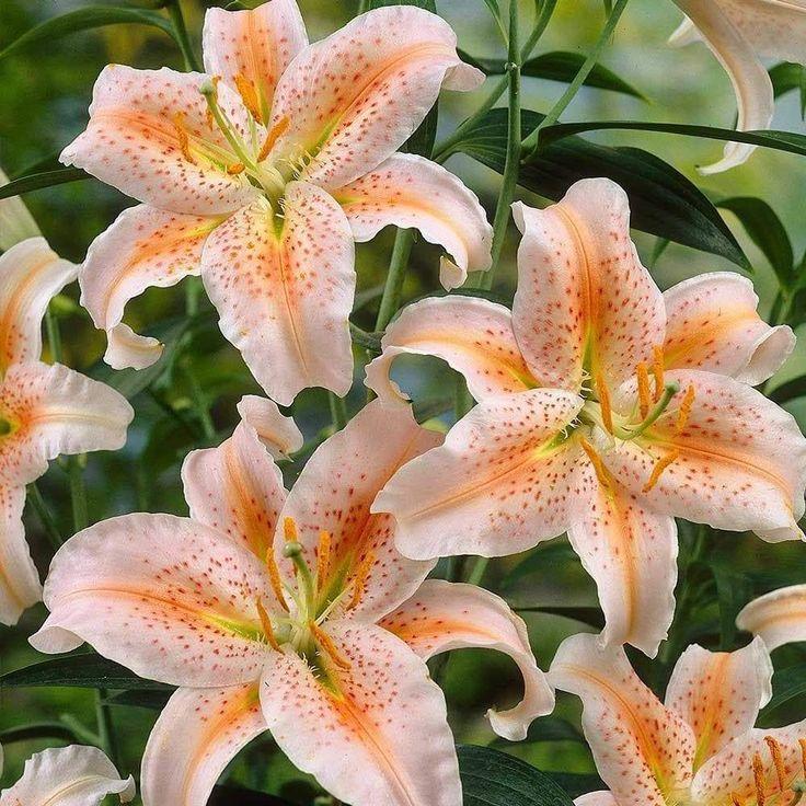 Secret Garden Blissful Blossom Mix