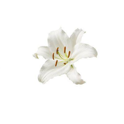 Twilight Whimsy Delicate Petal Fusion